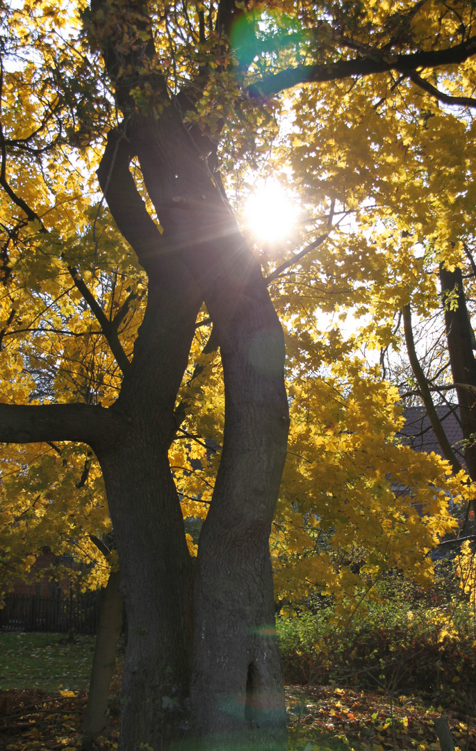 Goldener Herbst