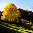 Goldener Herbst