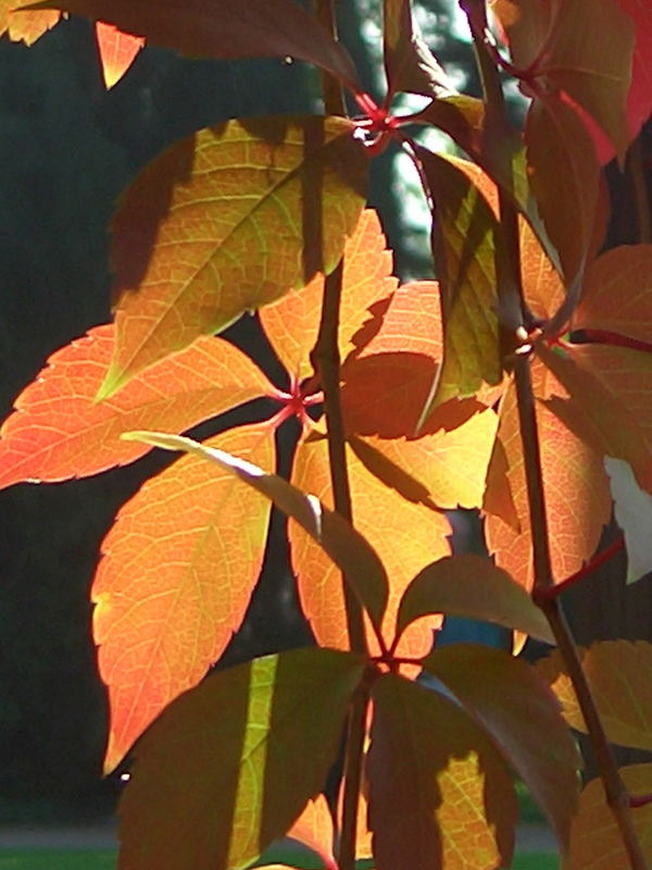 goldener Herbst