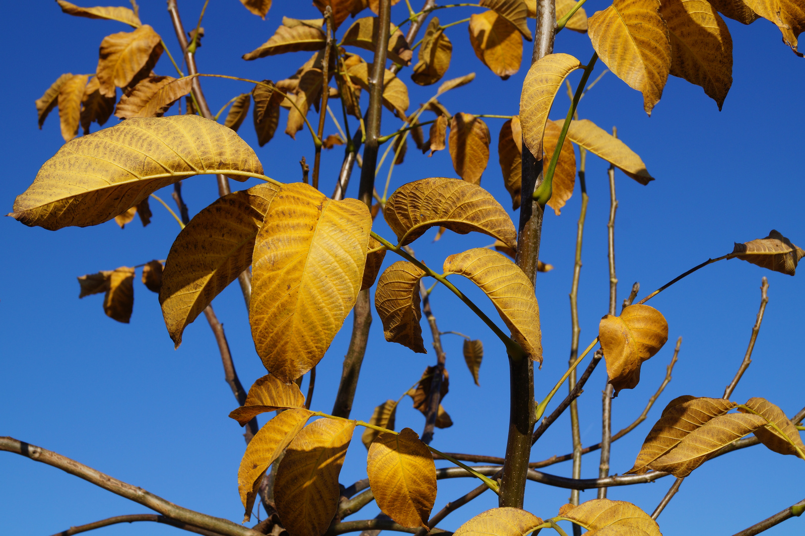 goldener Herbst.