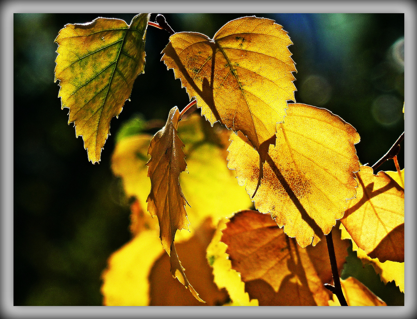 Goldener Herbst