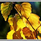 Goldener Herbst