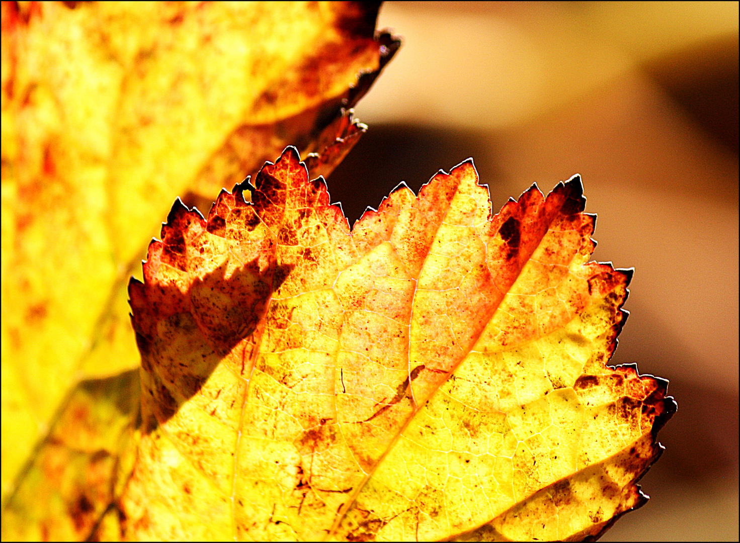 " Goldener Herbst "