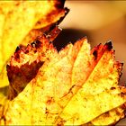 " Goldener Herbst "