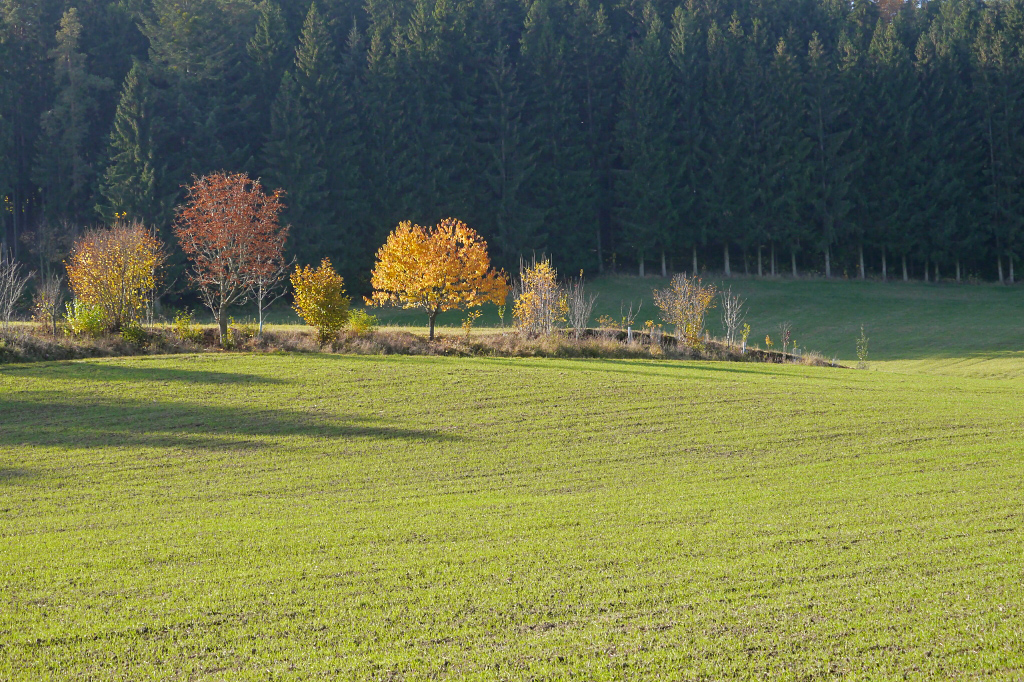 Goldener Herbst