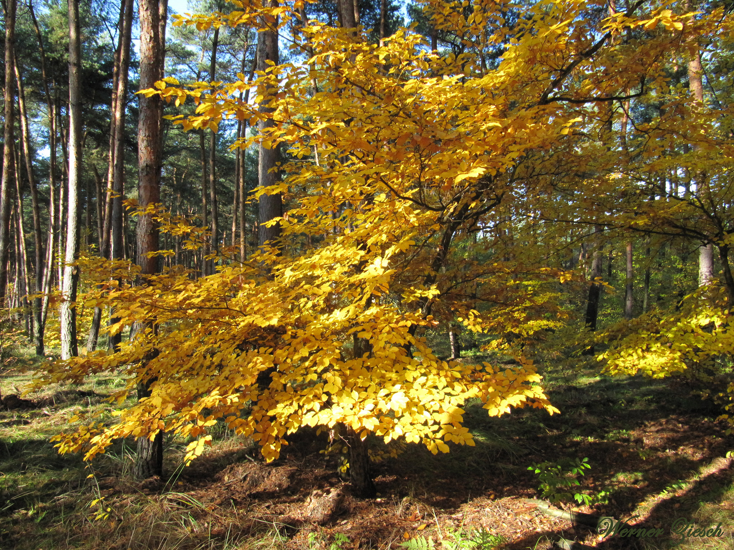 Goldener Herbst