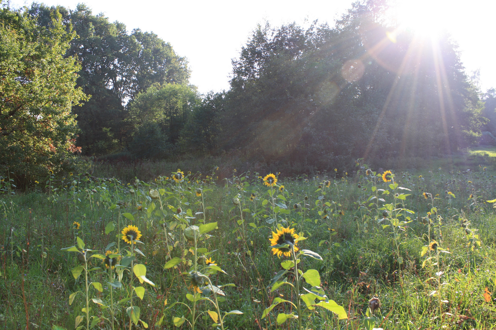 Goldener Herbst