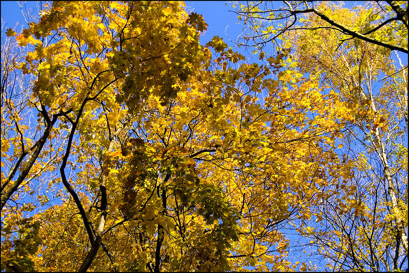 Goldener Herbst