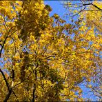 Goldener Herbst