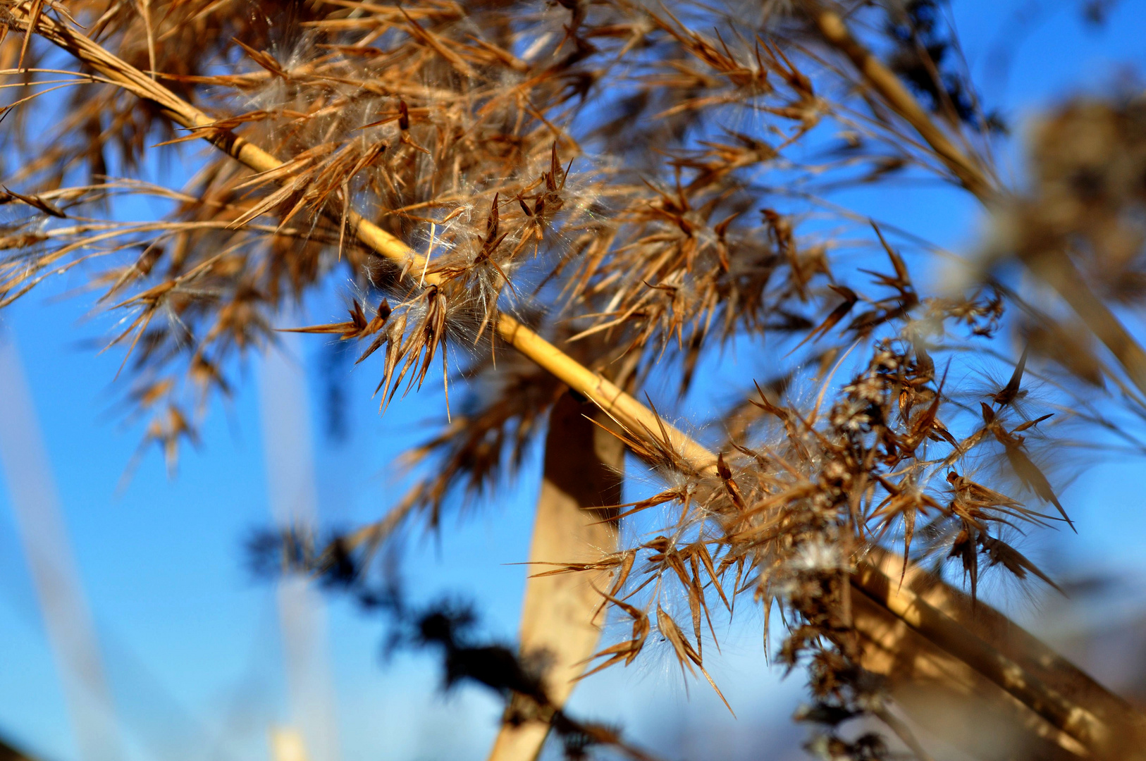 Goldener Herbst