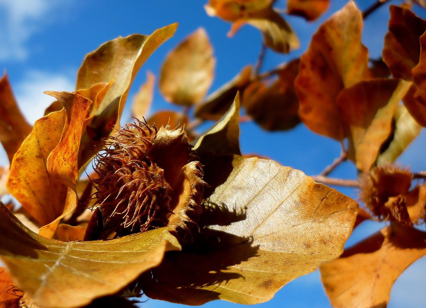 ~ Goldener Herbst ~