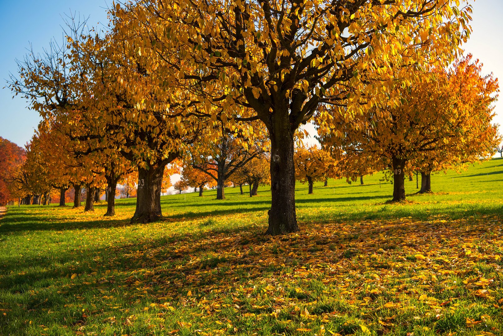 Goldener Herbst