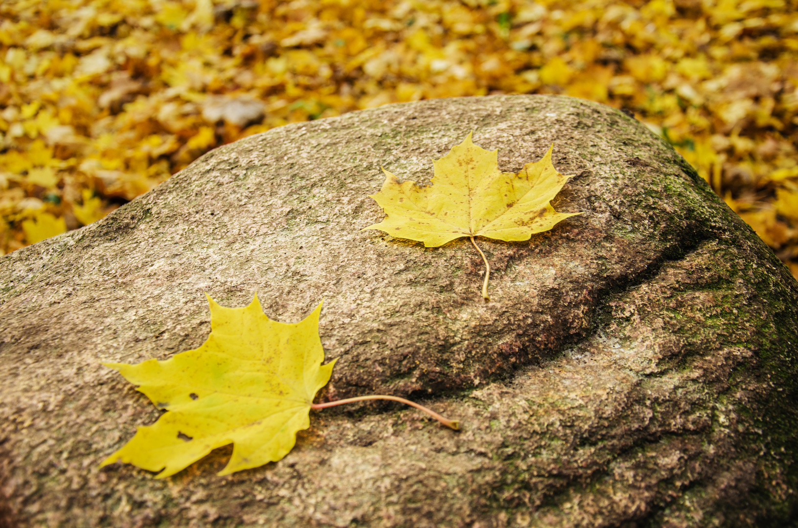 Goldener Herbst: Ahornblatt und Stein