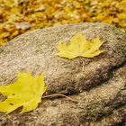 Goldener Herbst: Ahornblatt und Stein
