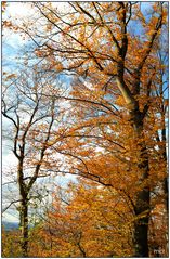 Goldener Herbst am Albtrauf