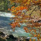Goldener Herbst am Bergbach