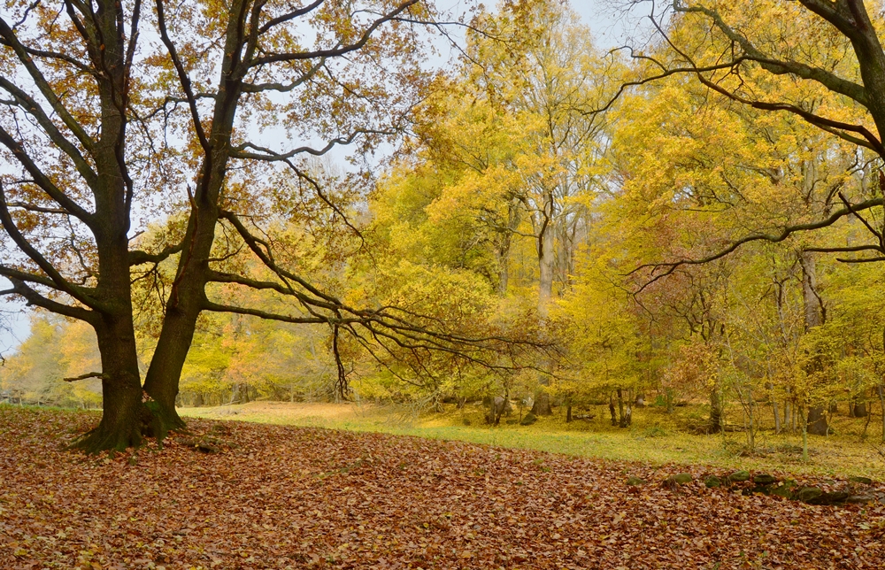 Goldener Herbst am Borsberg