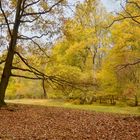 Goldener Herbst am Borsberg