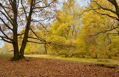 Goldener Herbst am Borsberg