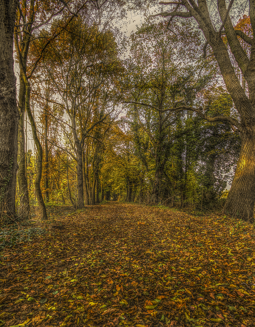 goldener Herbst am Eichenweg