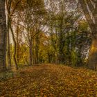 goldener Herbst am Eichenweg