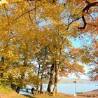 goldener Herbst am Hallwiler See