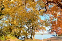 goldener Herbst am Hallwiler See