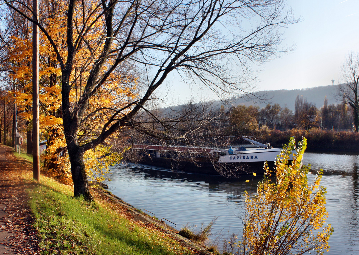 Goldener Herbst am Neckar