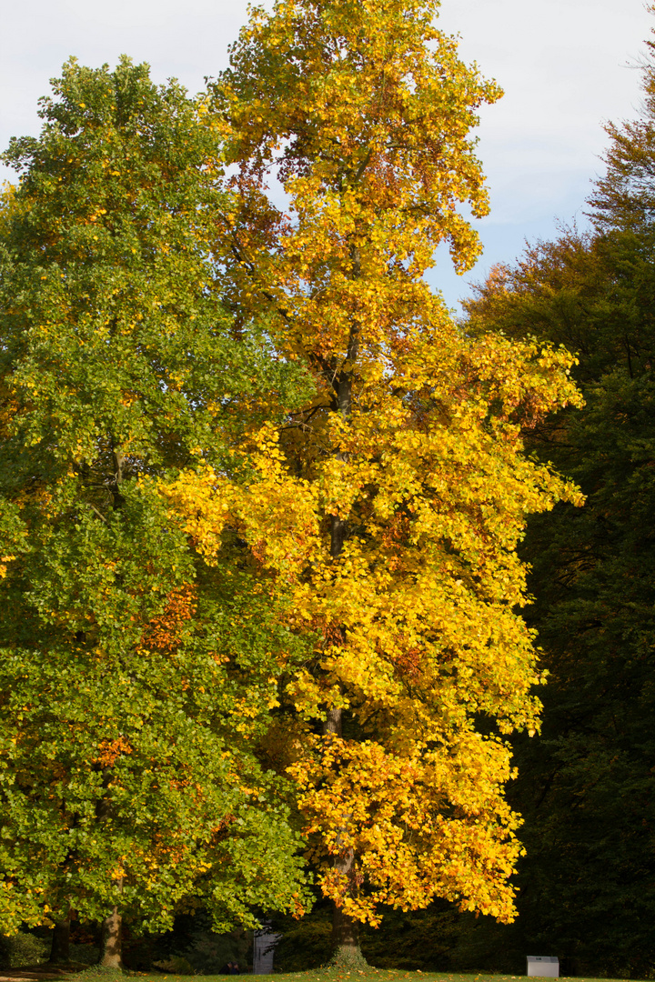 Goldener Herbst am Schloß Dyck