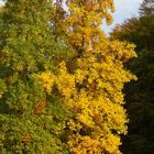 Goldener Herbst am Schloß Dyck