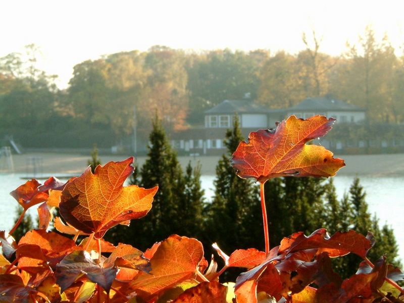 Goldener Herbst am See