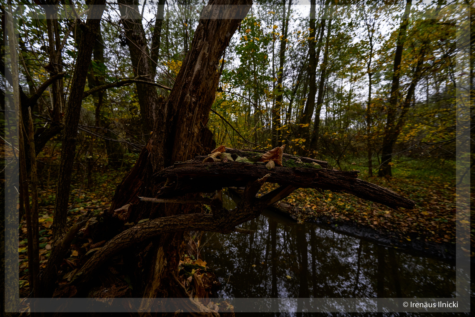 Goldener Herbst am Silberfluss 