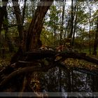 Goldener Herbst am Silberfluss 