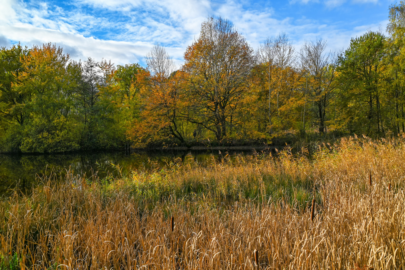 Goldener Herbst am Teich