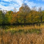 Goldener Herbst am Teich