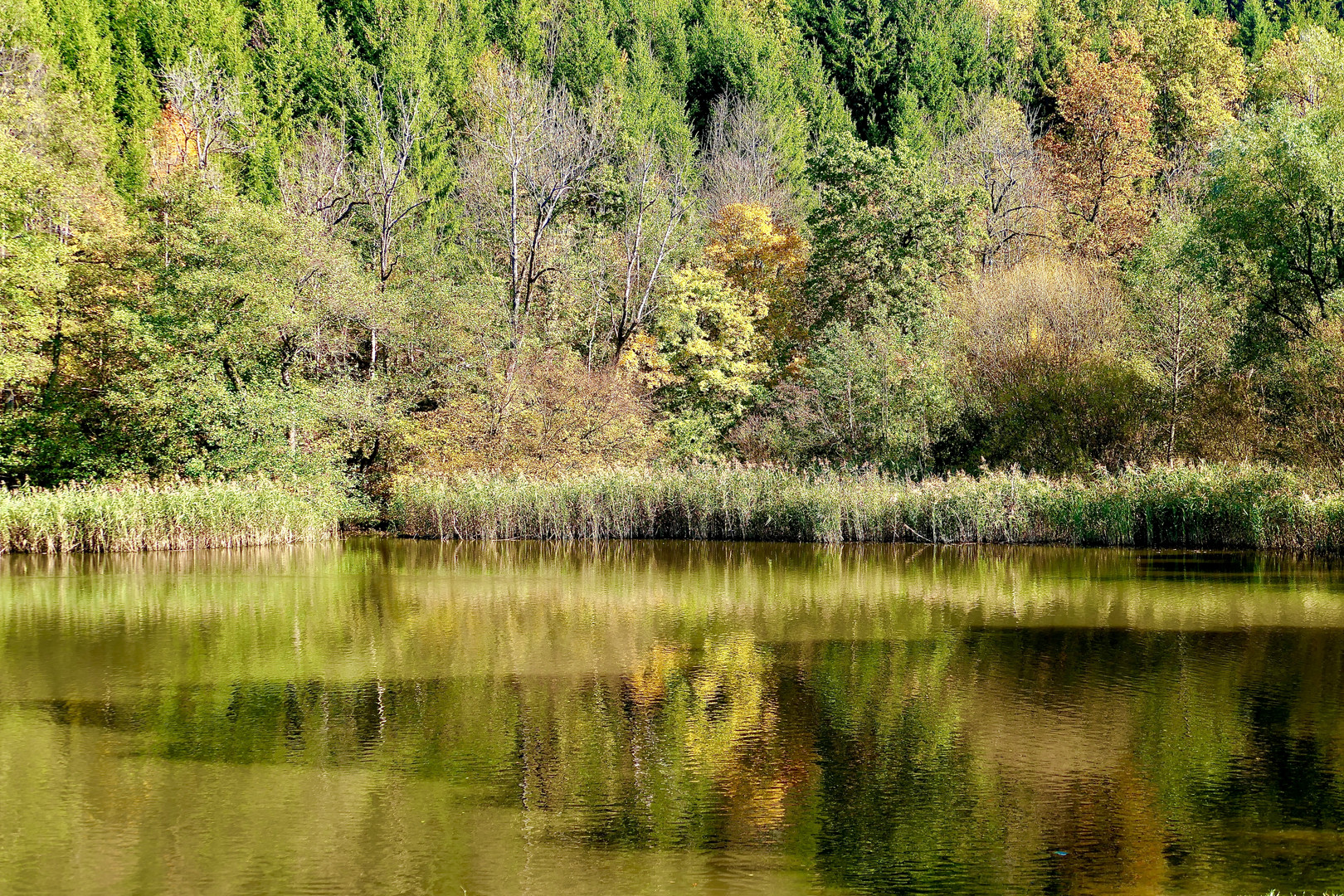 Goldener Herbst am Thalersee