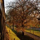 Goldener Herbst an der Kastanienallee bei Krimderode.