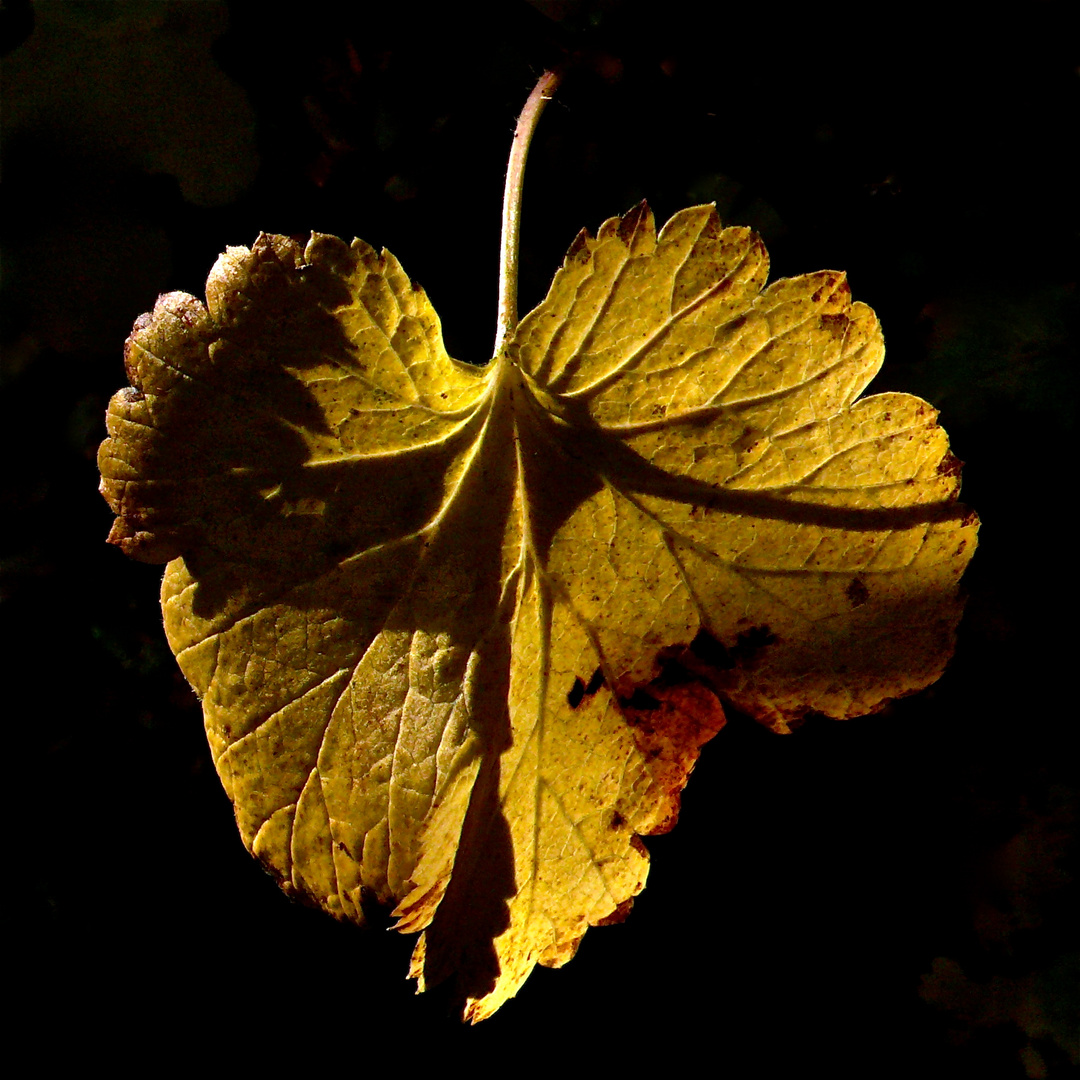 Goldener Herbst auch bei den Beerensträuchern, . . . Foto & Bild