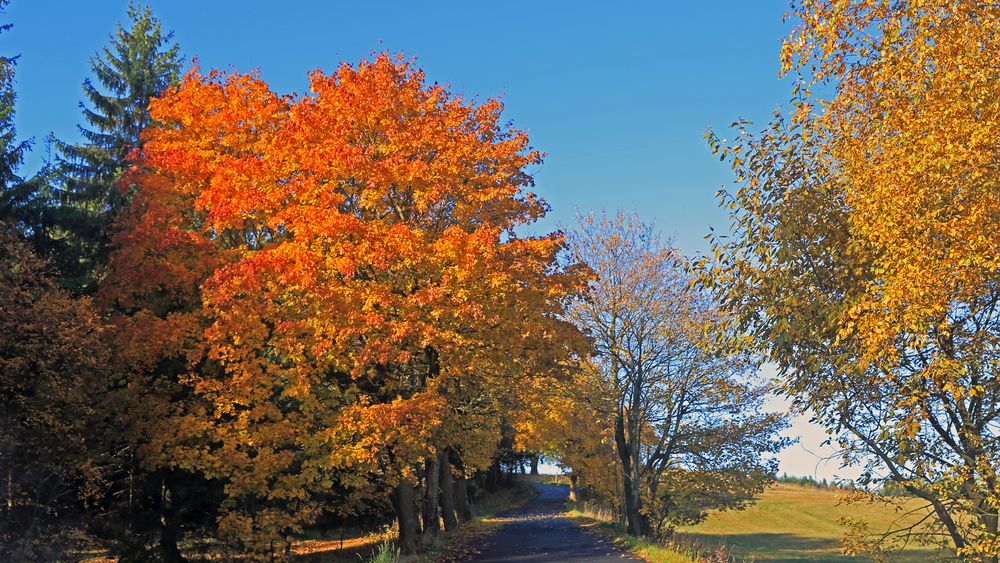 Goldener Herbst auf dem Kamm des Osterzgebirges...