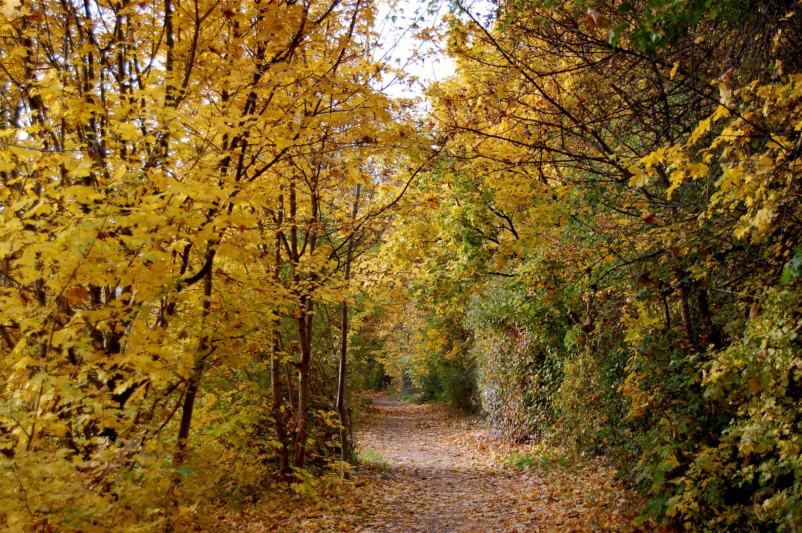 Goldener Herbst auf dem Rundweg am Kulkwitzer See