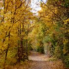 Goldener Herbst auf dem Rundweg am Kulkwitzer See