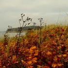 Goldener Herbst auf der Insel Hiddensee