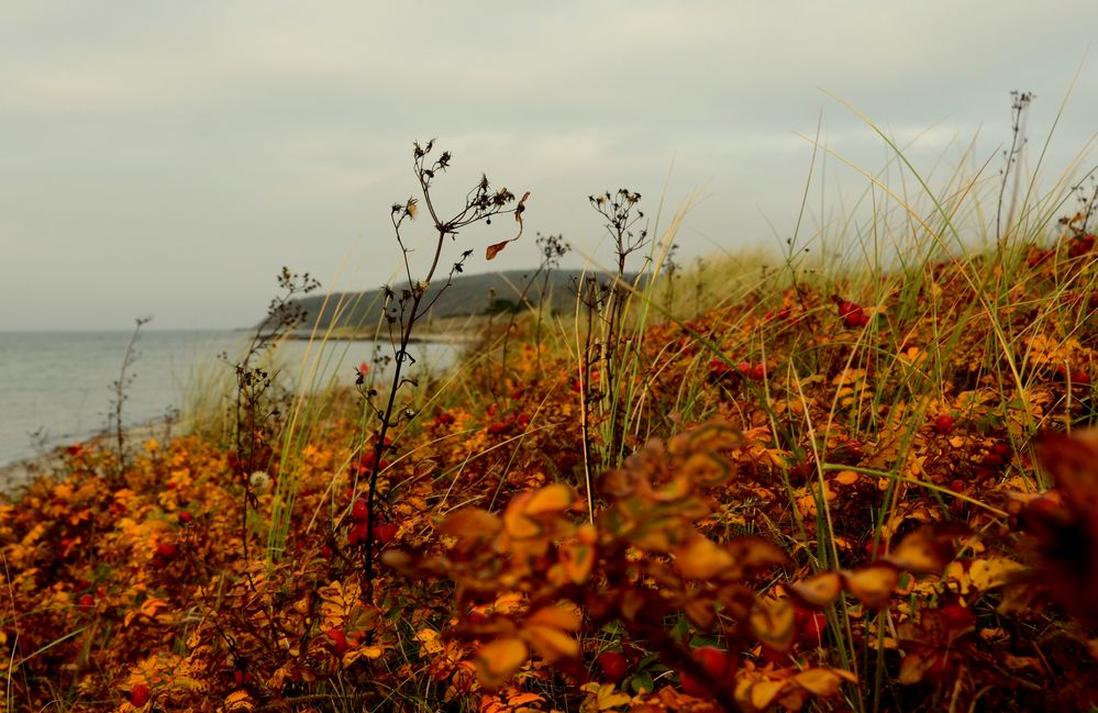 Goldener Herbst auf der Insel Hiddensee Foto & Bild  deutschland, europe, mecklenburg 