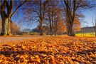 Goldener Herbst auf der schwäbischen Alb 2 von Thomas Leib 