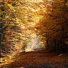 Goldener Herbst