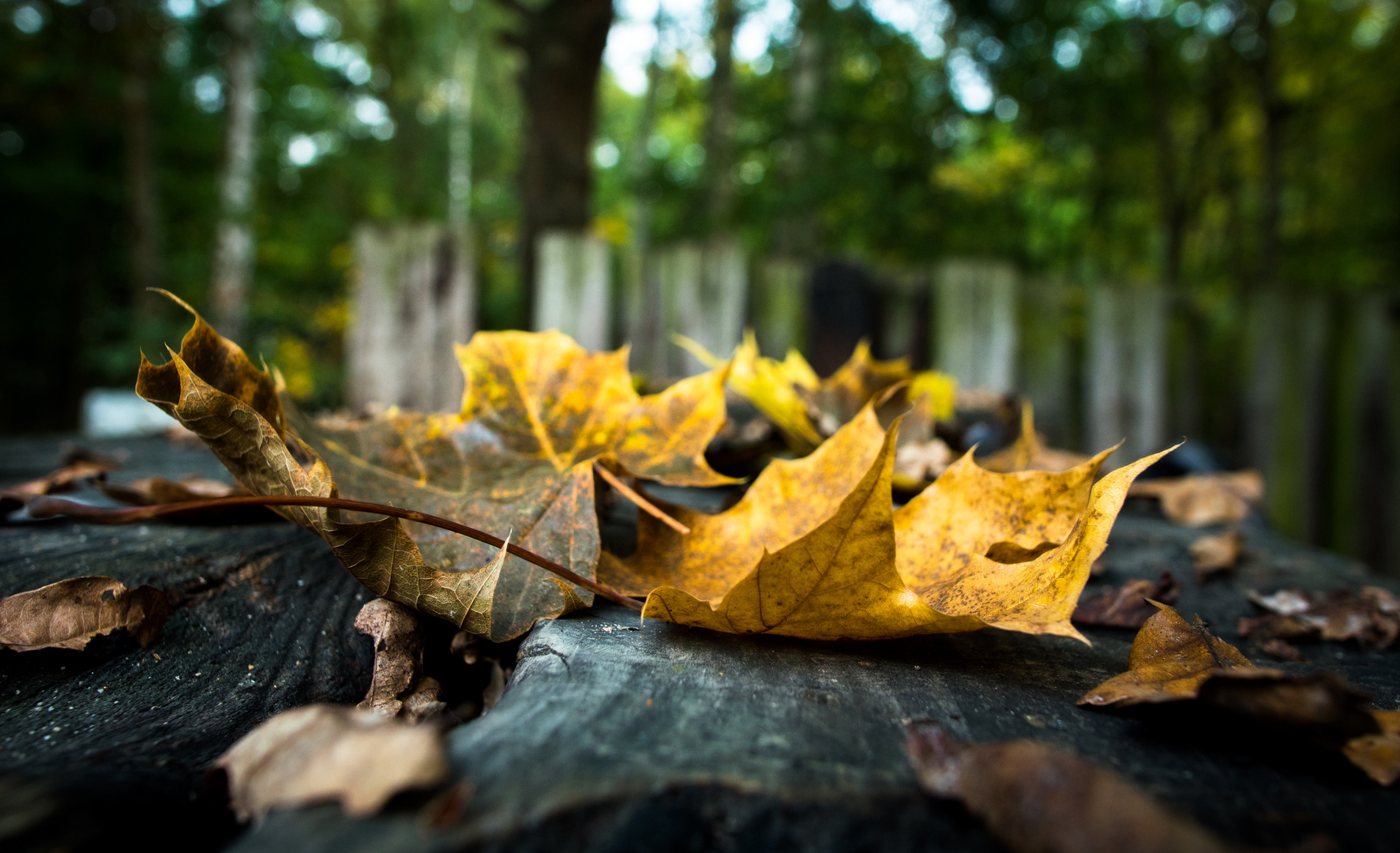 goldener Herbst