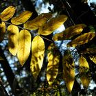 goldener Herbst