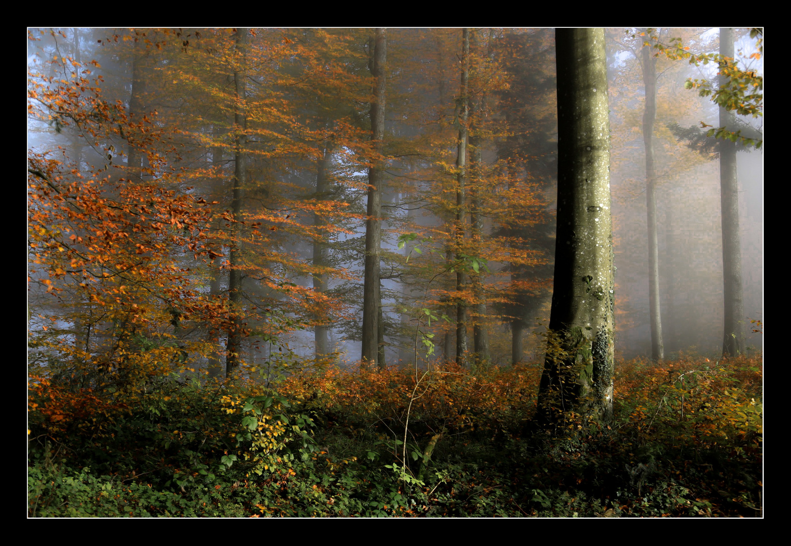 Goldener Herbst.