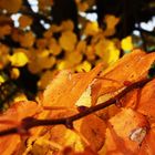 goldener herbst