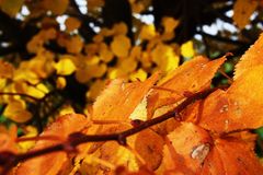 goldener herbst